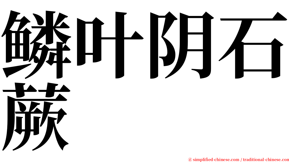 鳞叶阴石蕨 serif font