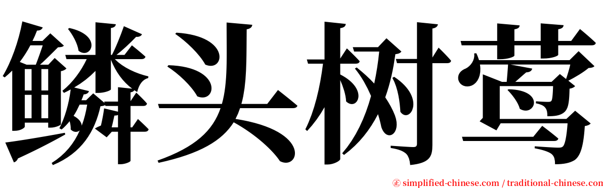 鳞头树莺 serif font