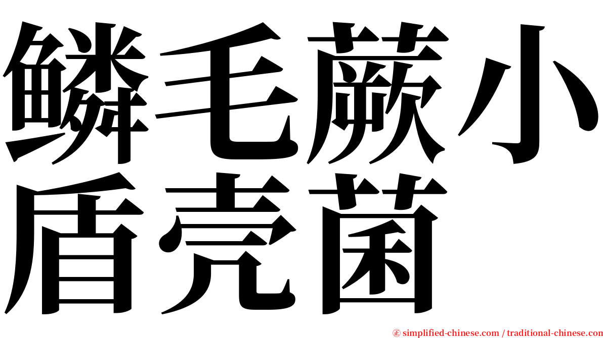 鳞毛蕨小盾壳菌 serif font