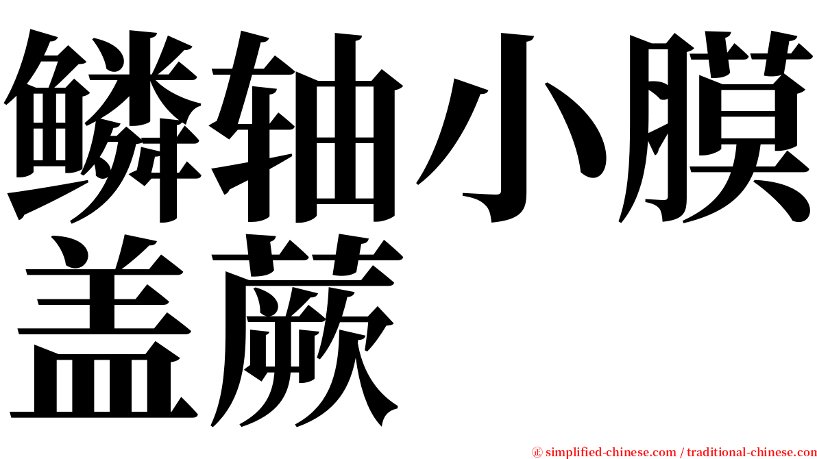 鳞轴小膜盖蕨 serif font