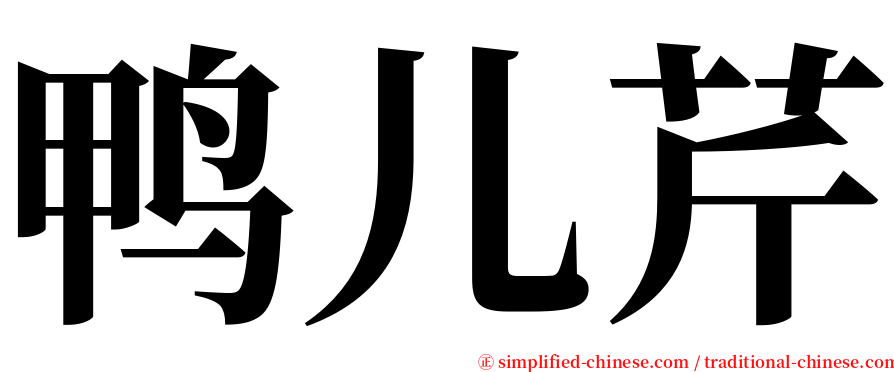 鸭儿芹 serif font