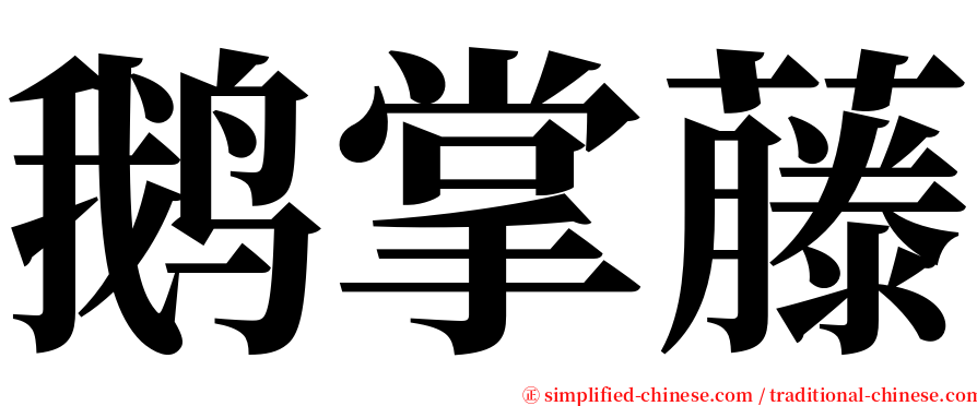 鹅掌藤 serif font