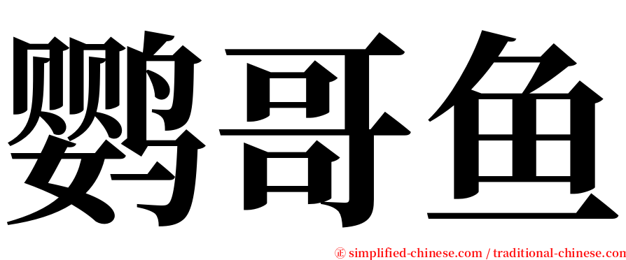 鹦哥鱼 serif font