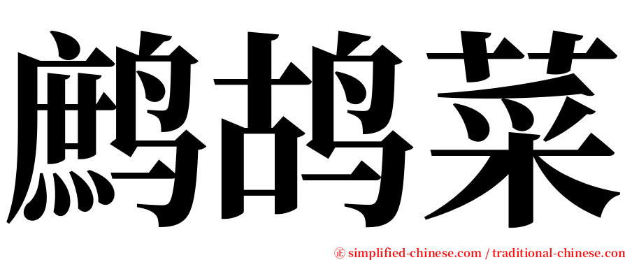 鹧鸪菜 serif font