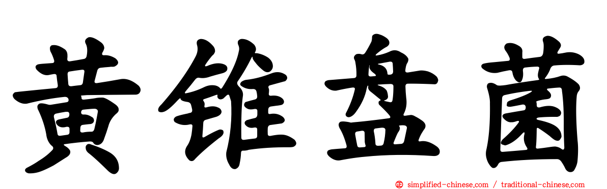 黄锥盘菌