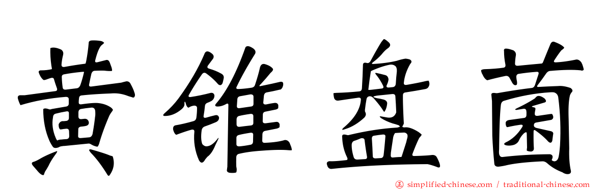 黄锥盘菌