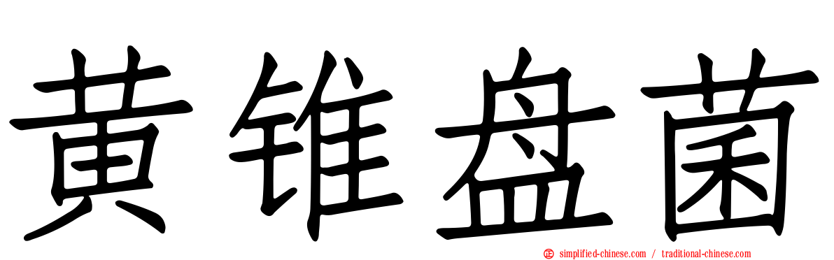 黄锥盘菌