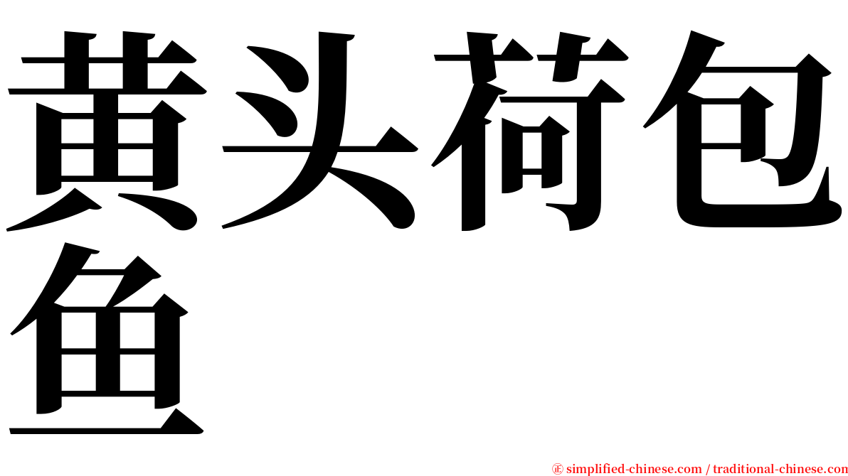 黄头荷包鱼 serif font