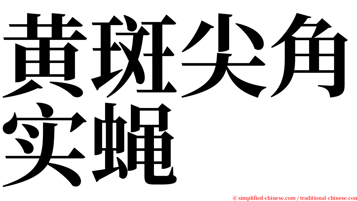 黄斑尖角实蝇 serif font