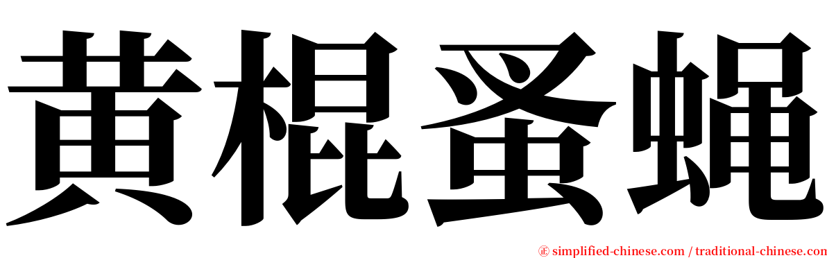 黄棍蚤蝇 serif font