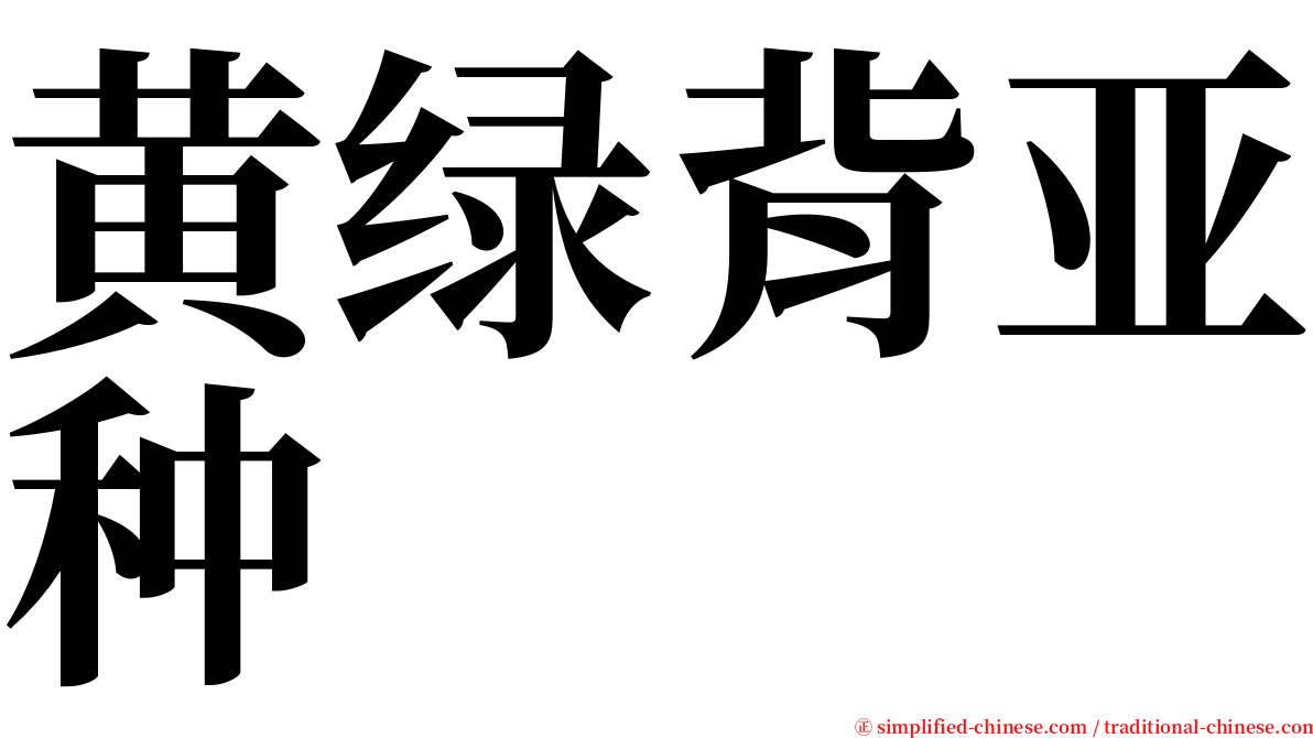 黄绿背亚种 serif font