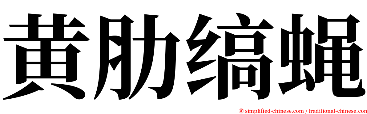 黄肋缟蝇 serif font