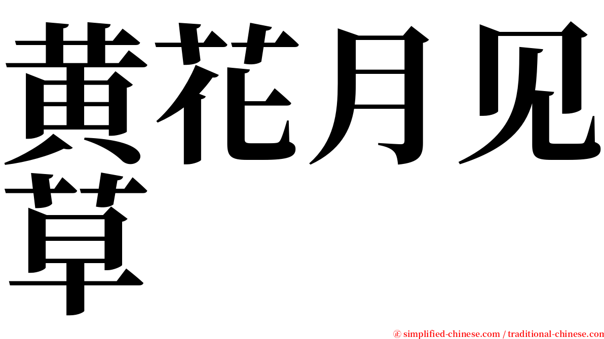 黄花月见草 serif font