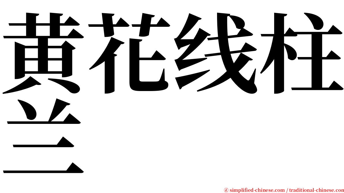 黄花线柱兰 serif font