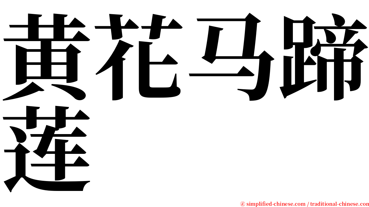 黄花马蹄莲 serif font