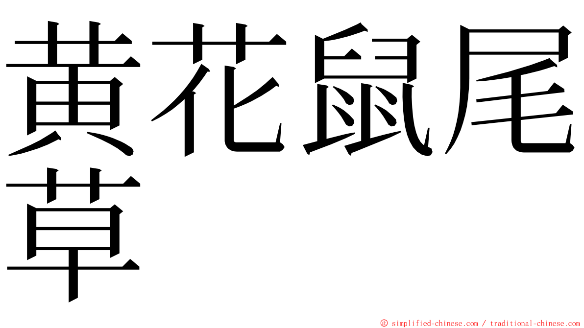 黄花鼠尾草 ming font