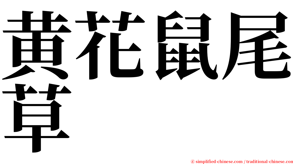 黄花鼠尾草 serif font