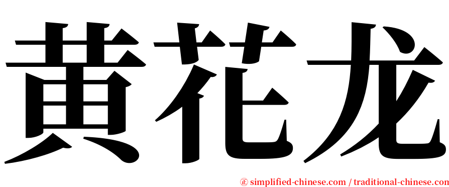 黄花龙 serif font