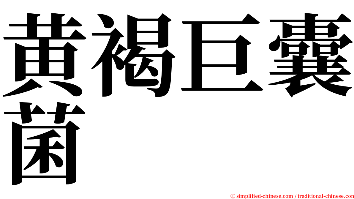 黄褐巨囊菌 serif font