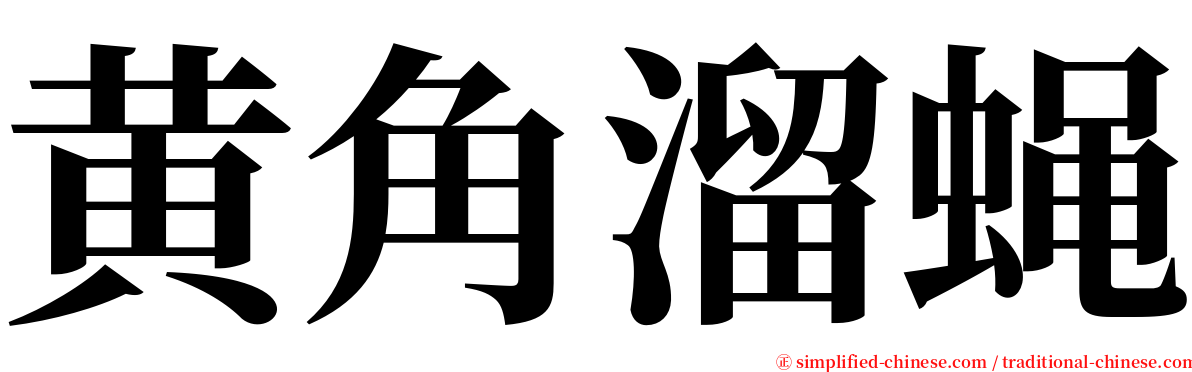 黄角溜蝇 serif font