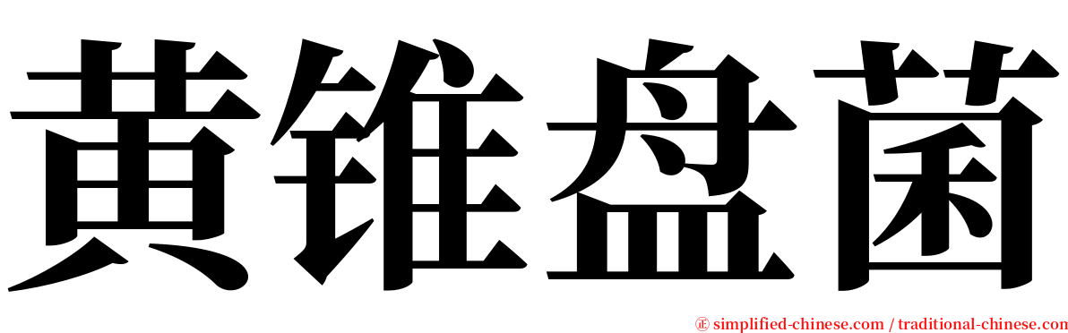 黄锥盘菌 serif font