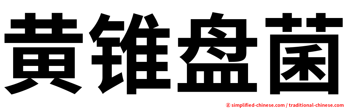 黄锥盘菌