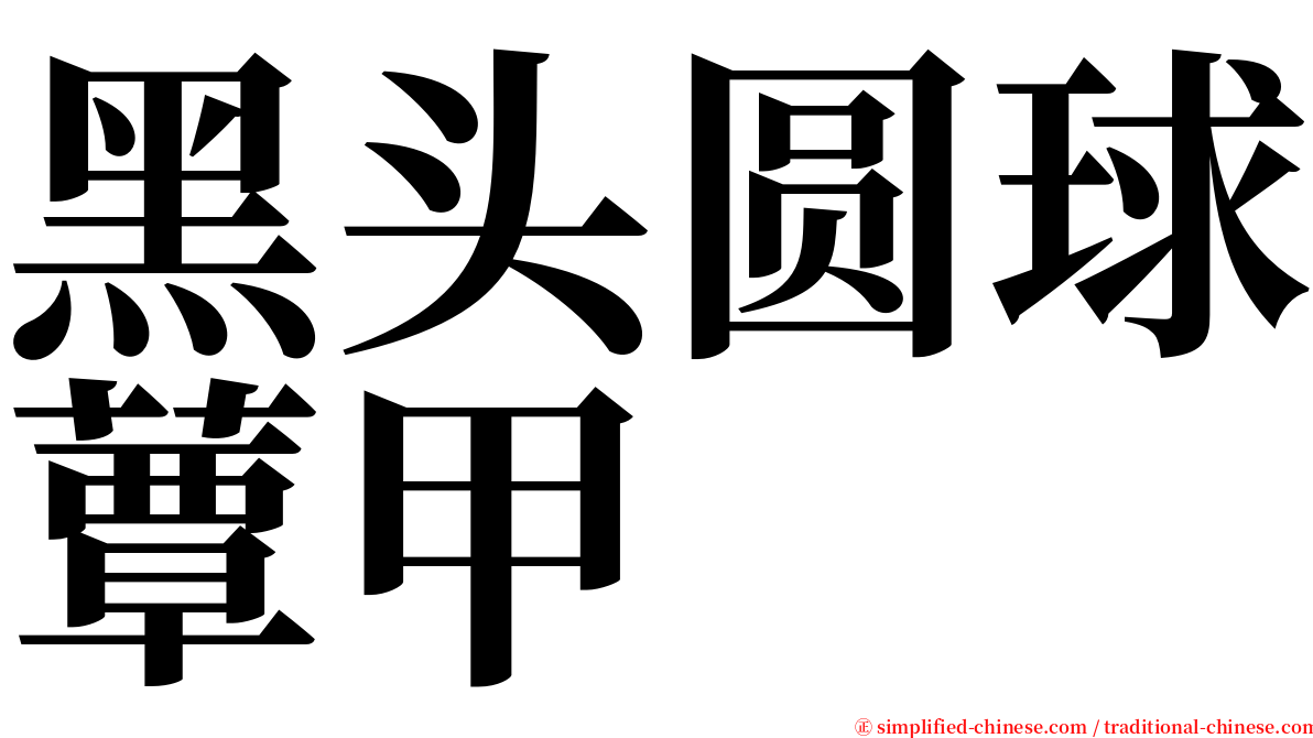 黑头圆球蕈甲 serif font