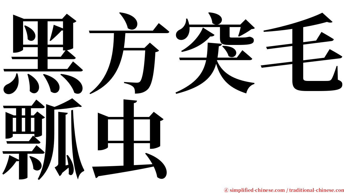 黑方突毛瓢虫 serif font