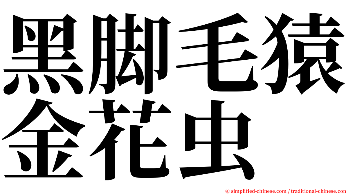 黑脚毛猿金花虫 serif font