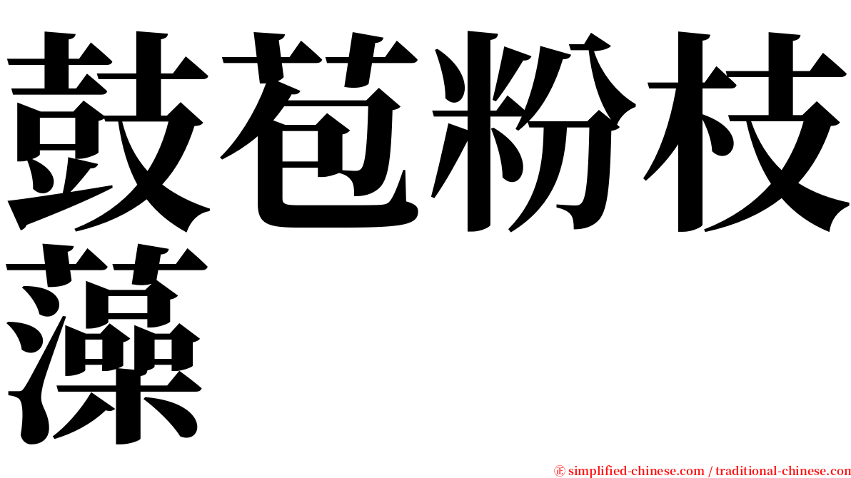 鼓苞粉枝藻 serif font