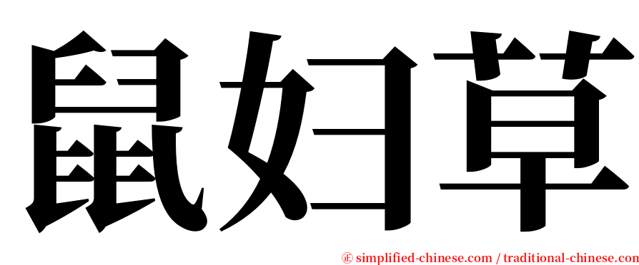 鼠妇草 serif font