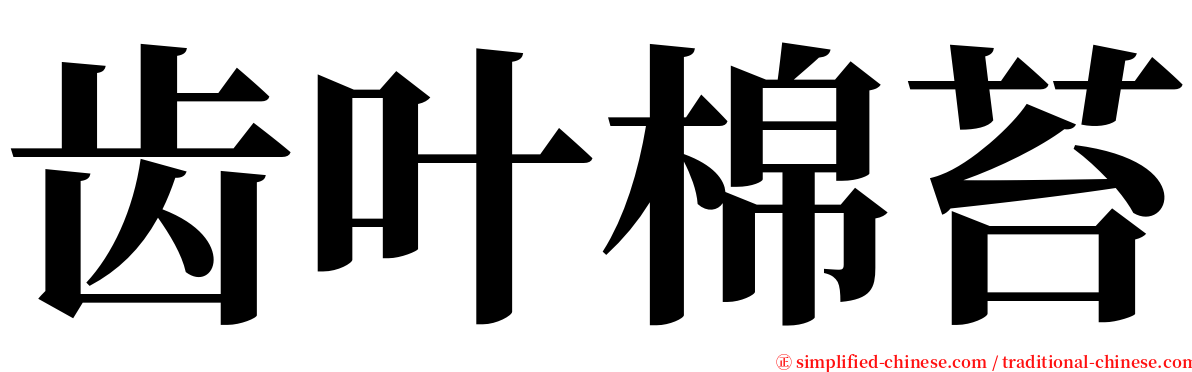 齿叶棉苔 serif font