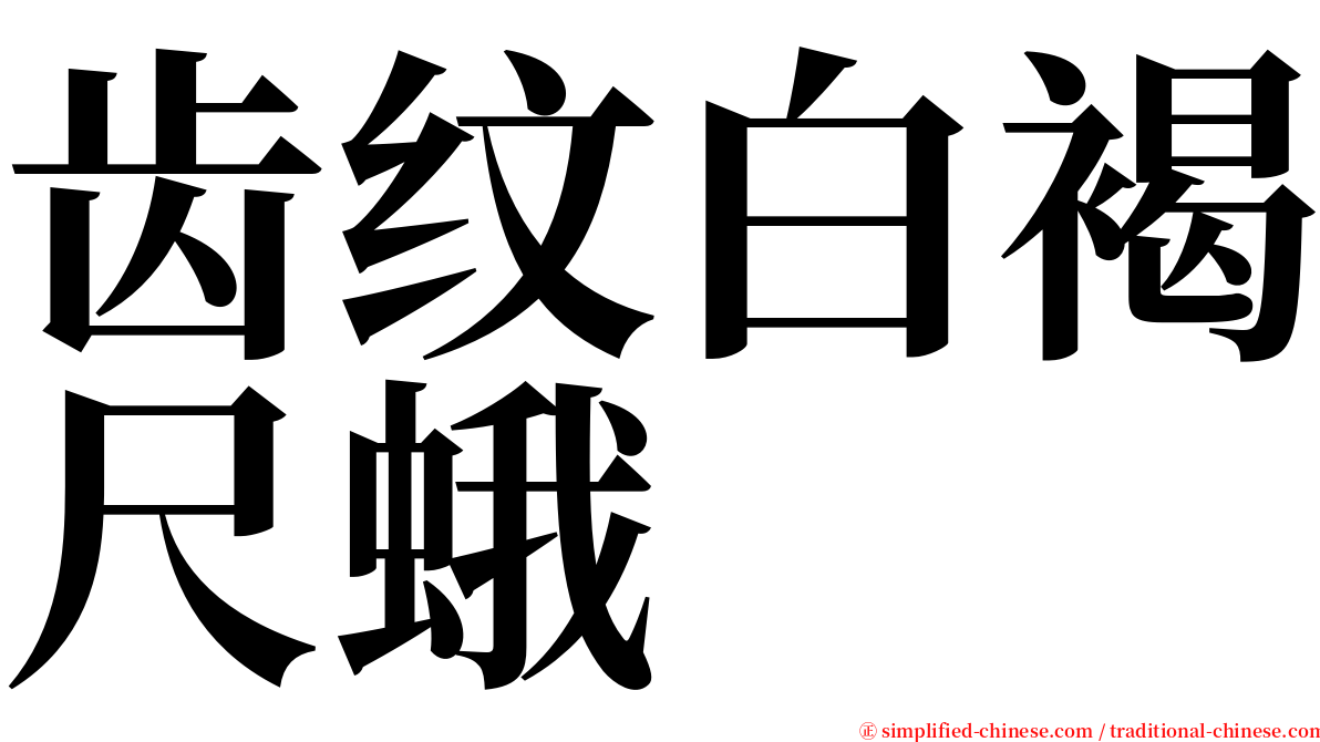 齿纹白褐尺蛾 serif font