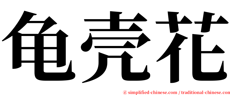 龟壳花 serif font